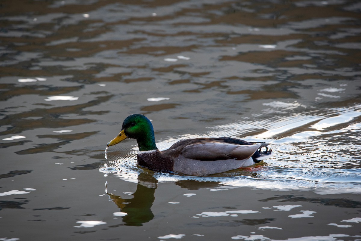 Mallard - ML646422311