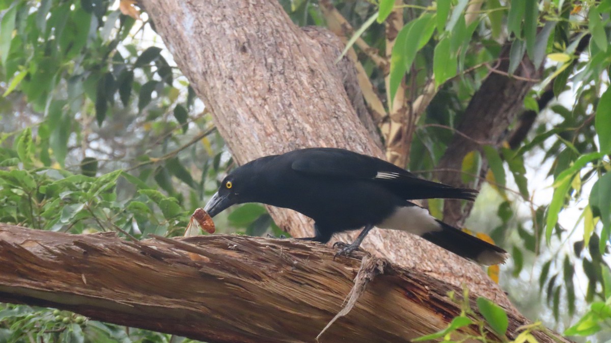 Pied Currawong - ML646422312