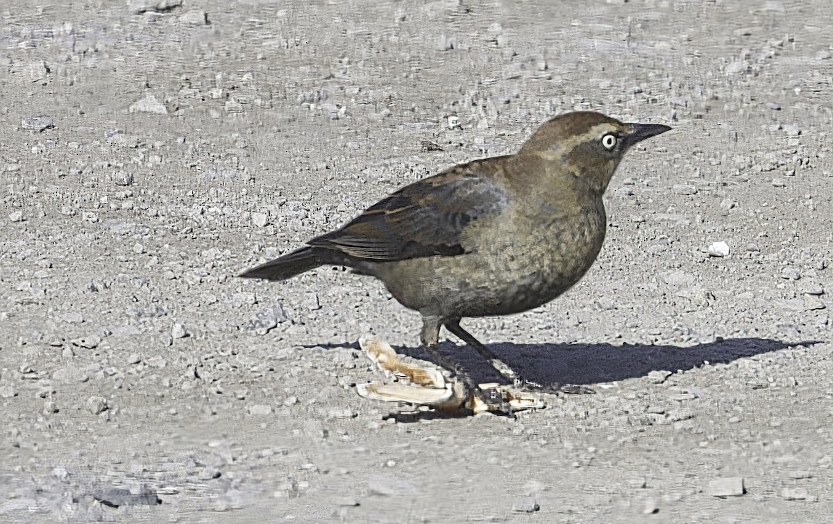 Rusty Blackbird - ML646422313