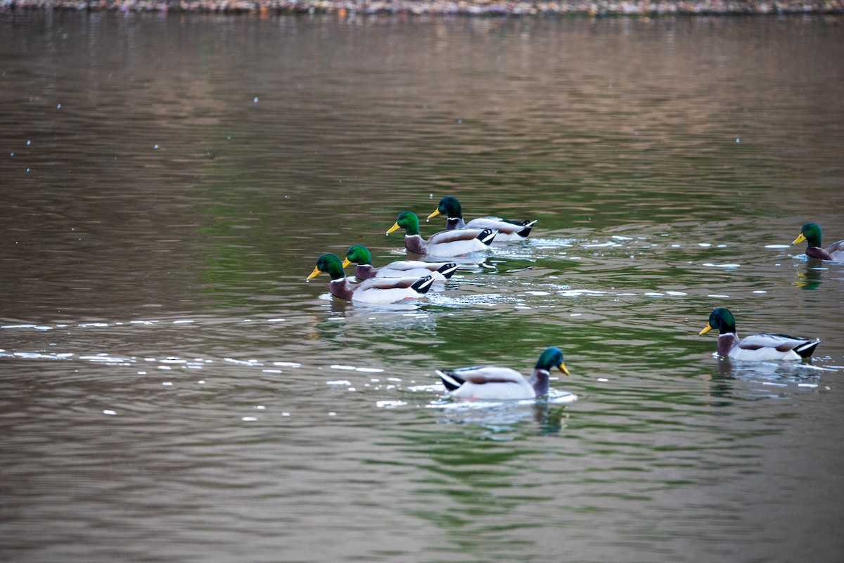 Mallard - ML646422314