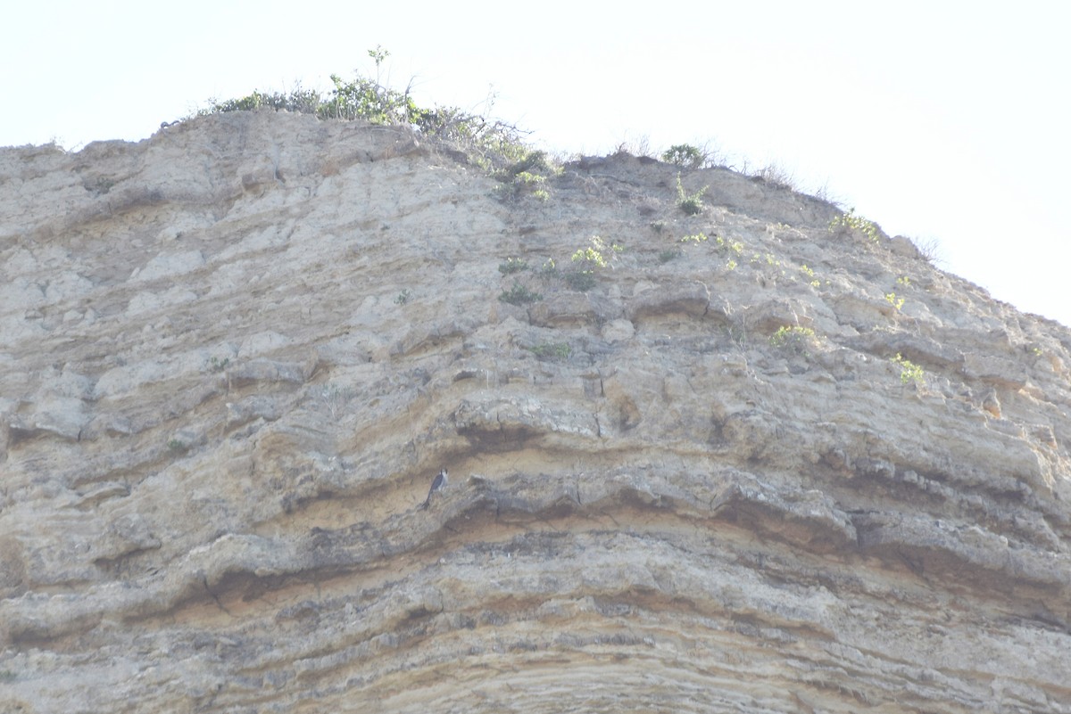 Peregrine Falcon - ML646422316