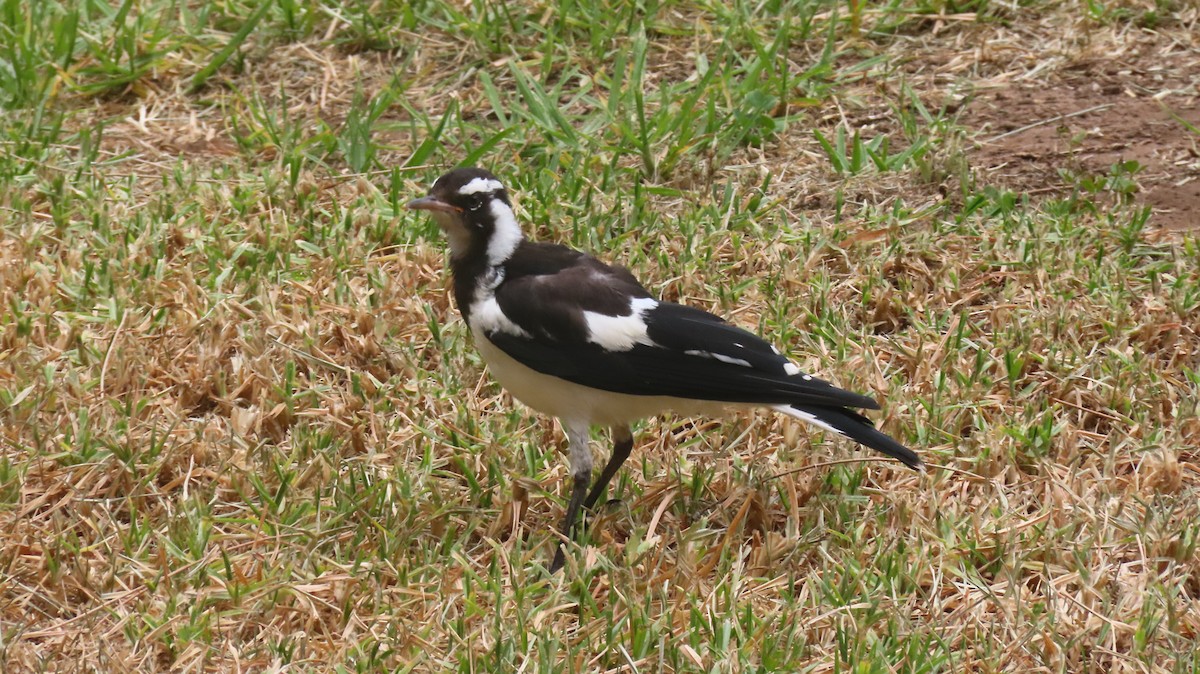 Magpie-lark - ML646422317