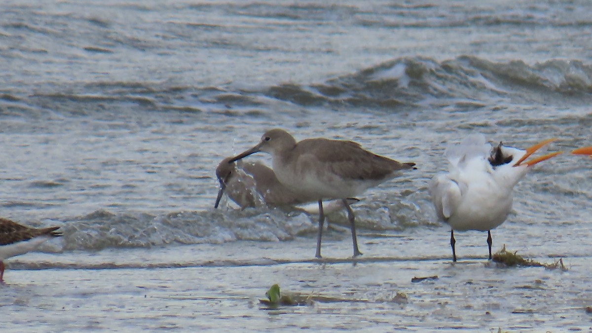 Willet - ML646422318