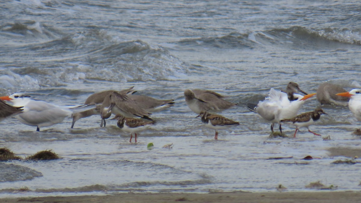 Willet - ML646422319