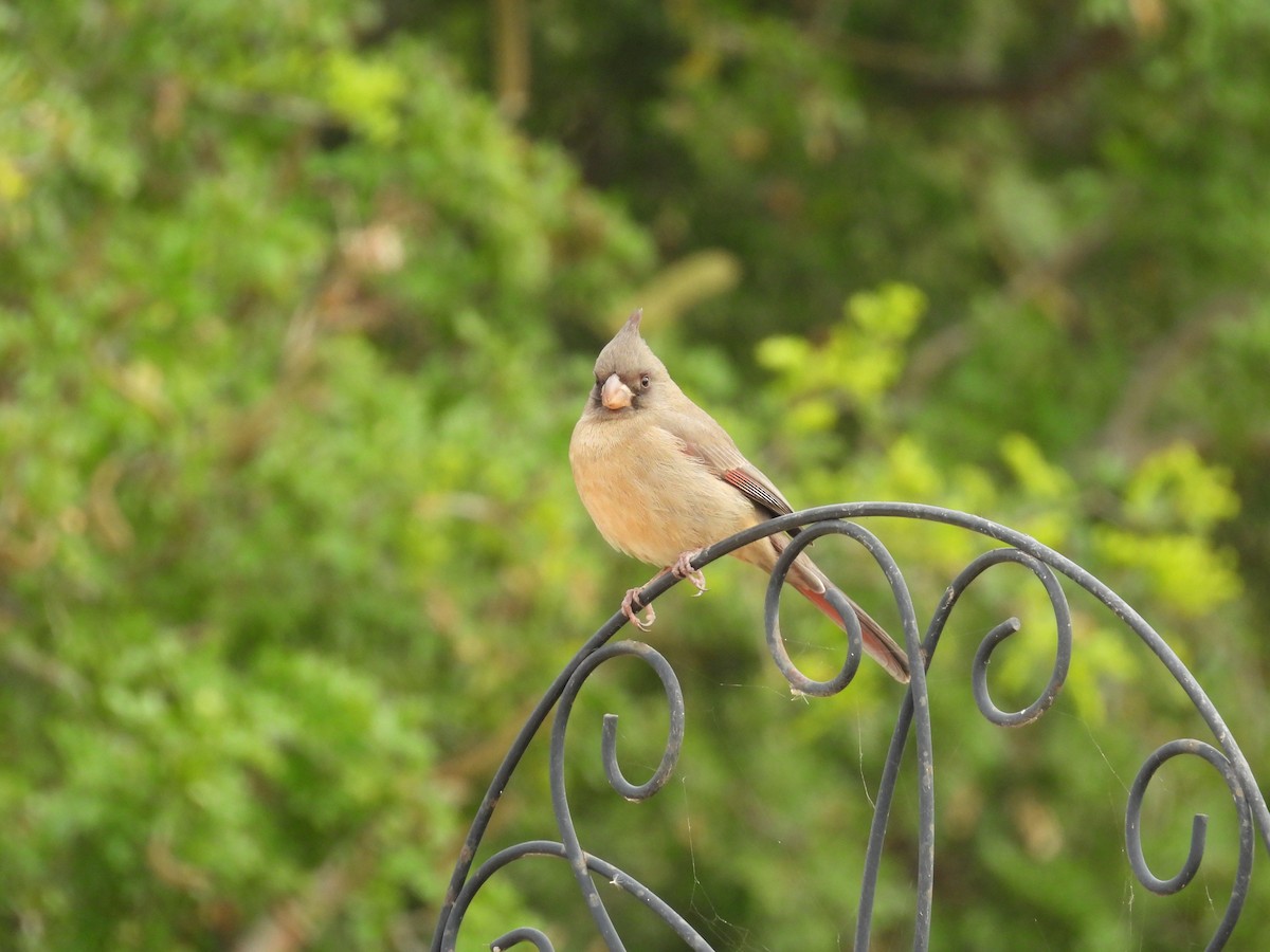 Pyrrhuloxia - ML646422320