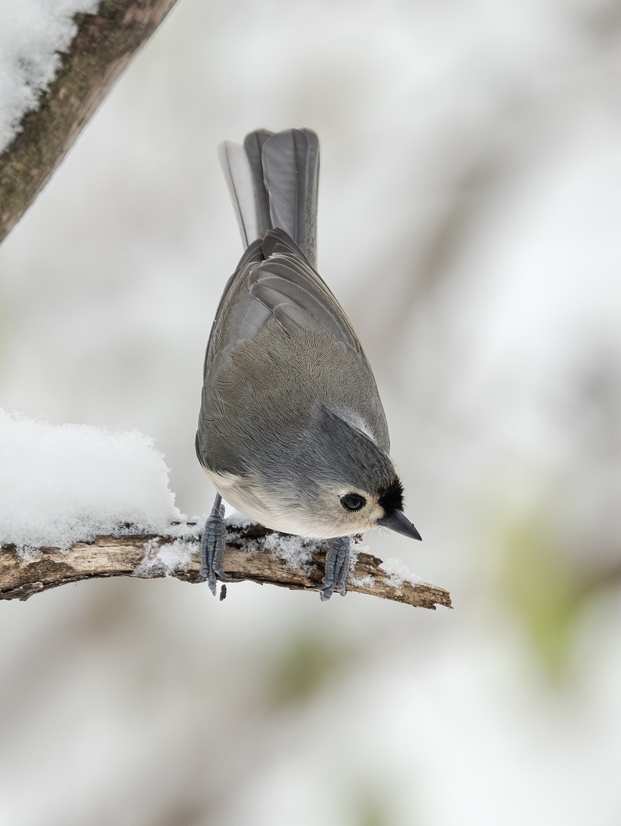 Tufted Titmouse - ML646422321