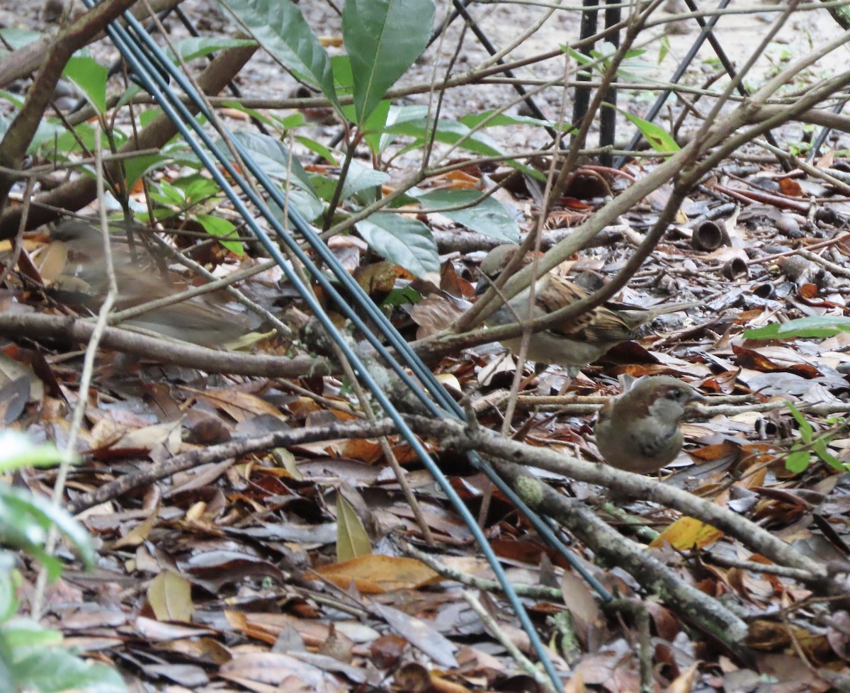 House Sparrow - ML646422322