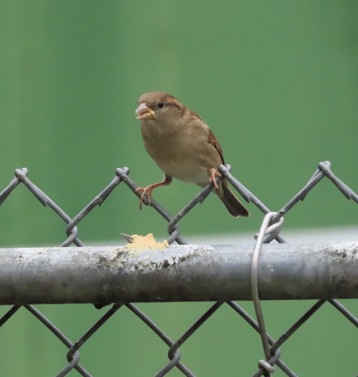 House Sparrow - ML646422323