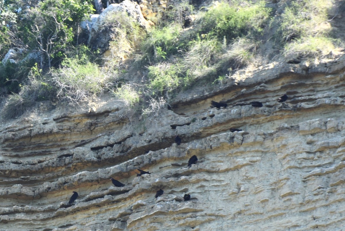 Turkey Vulture - ML646422324