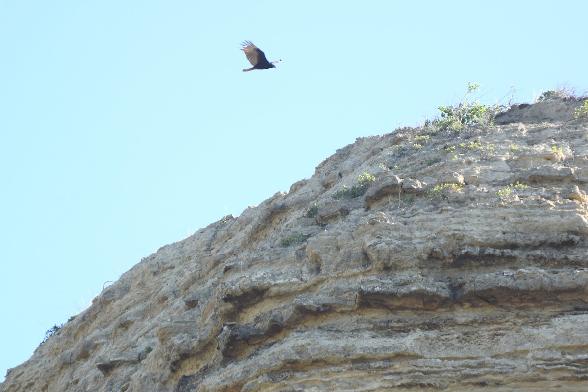 Turkey Vulture - ML646422325