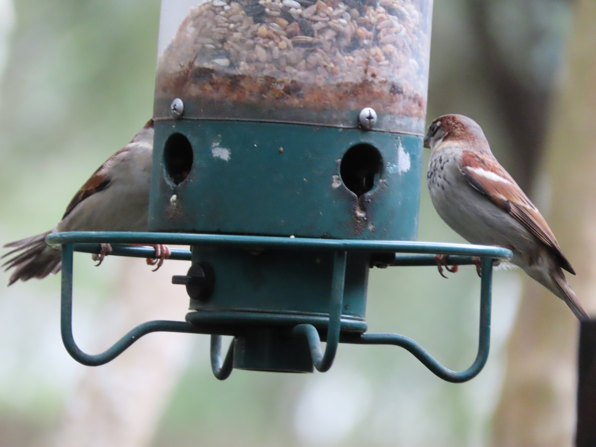 House Sparrow - ML646422326