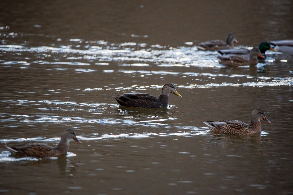 American Black Duck - ML646422327