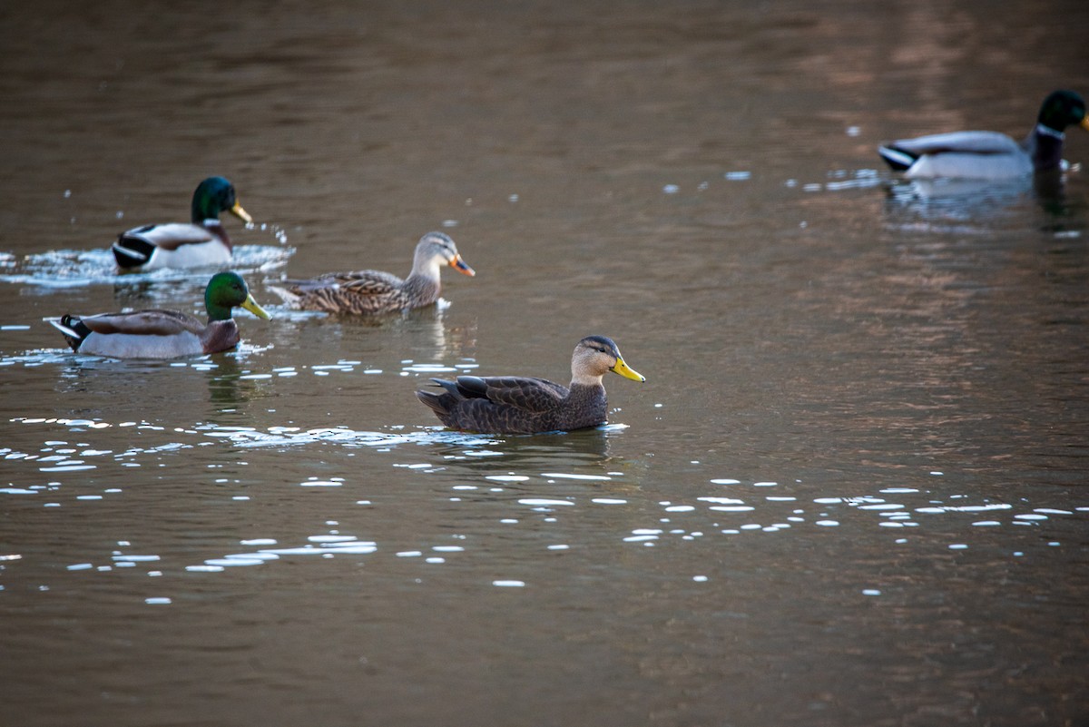 American Black Duck - ML646422328