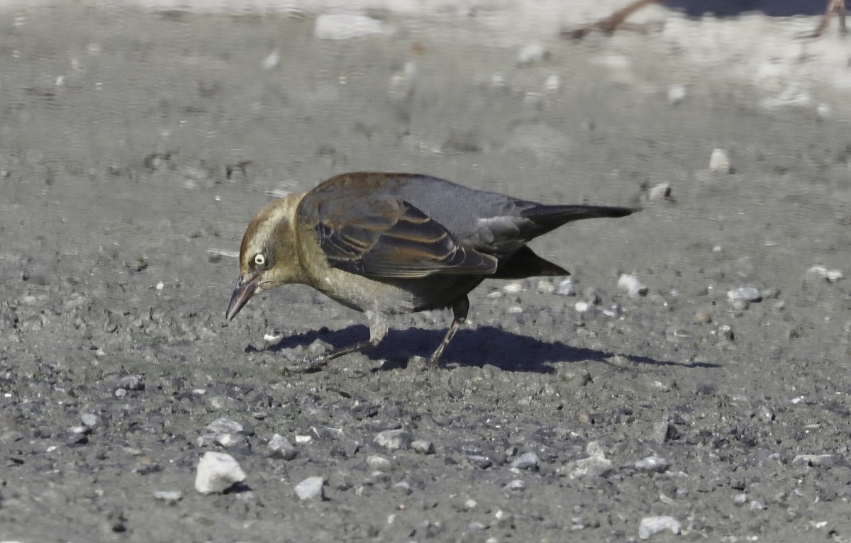Rusty Blackbird - ML646422329