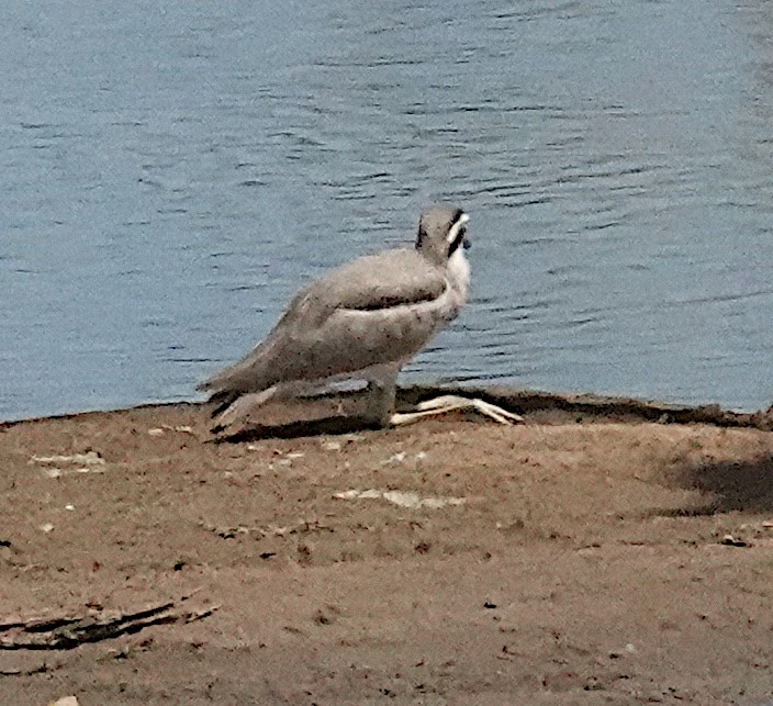 Great Thick-knee - ML646422330