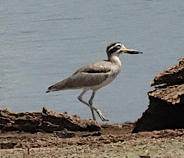 Great Thick-knee - ML646422331