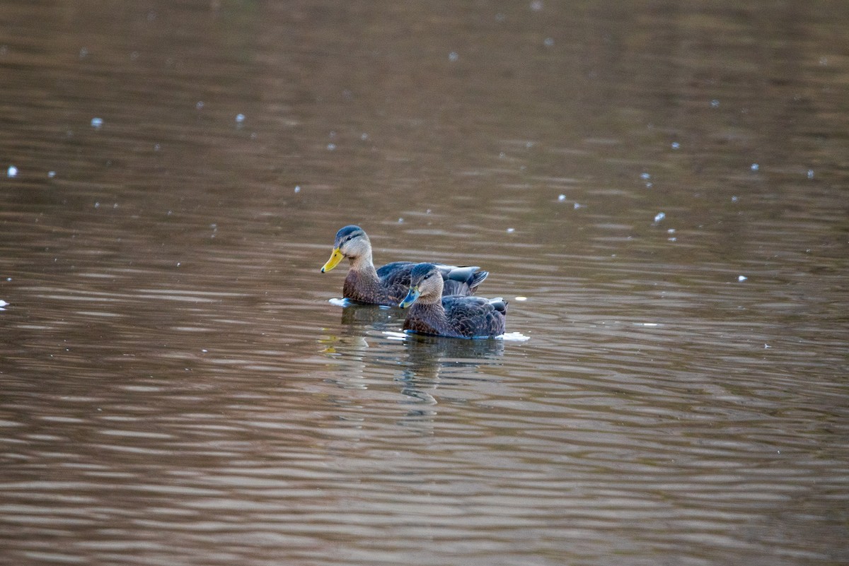 American Black Duck - ML646422332
