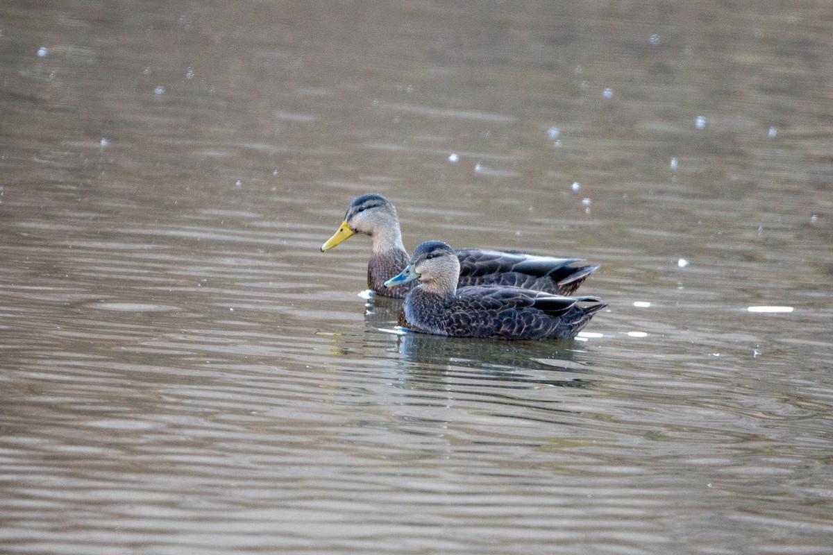 American Black Duck - ML646422333