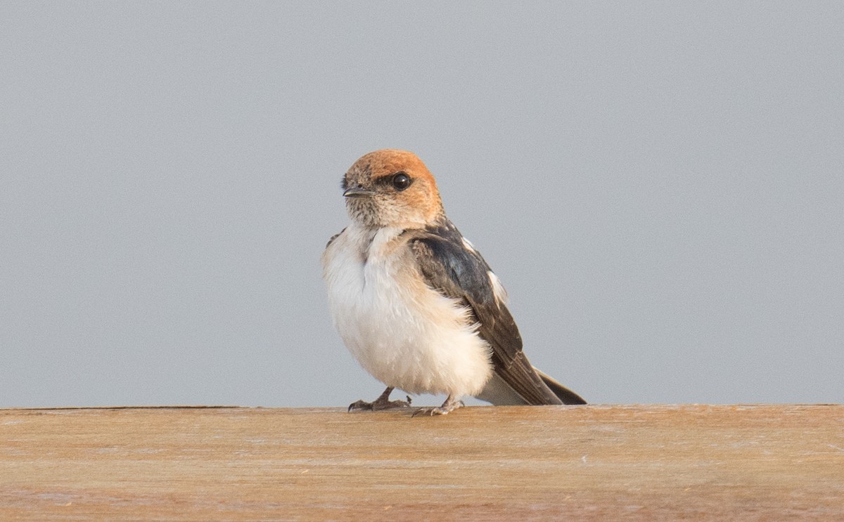 Fairy Martin - ML646422334