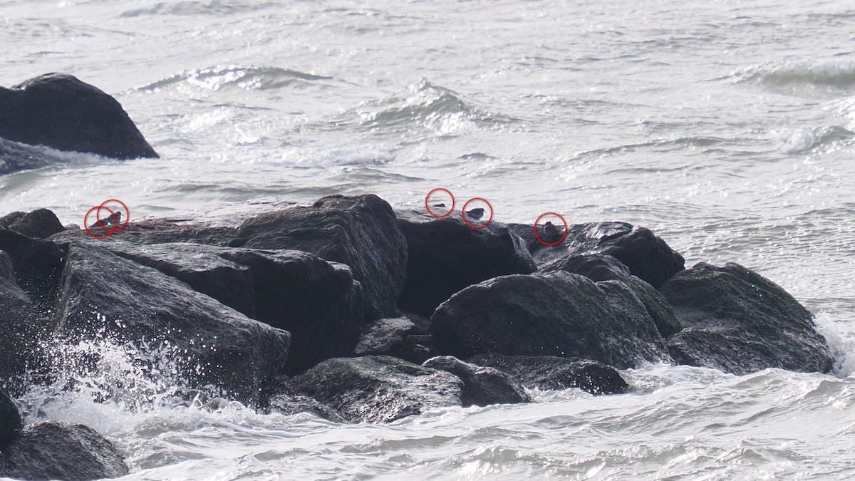 Purple Sandpiper - ML646422336