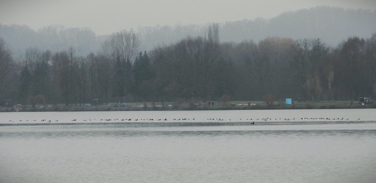 Common Merganser - ML646422338