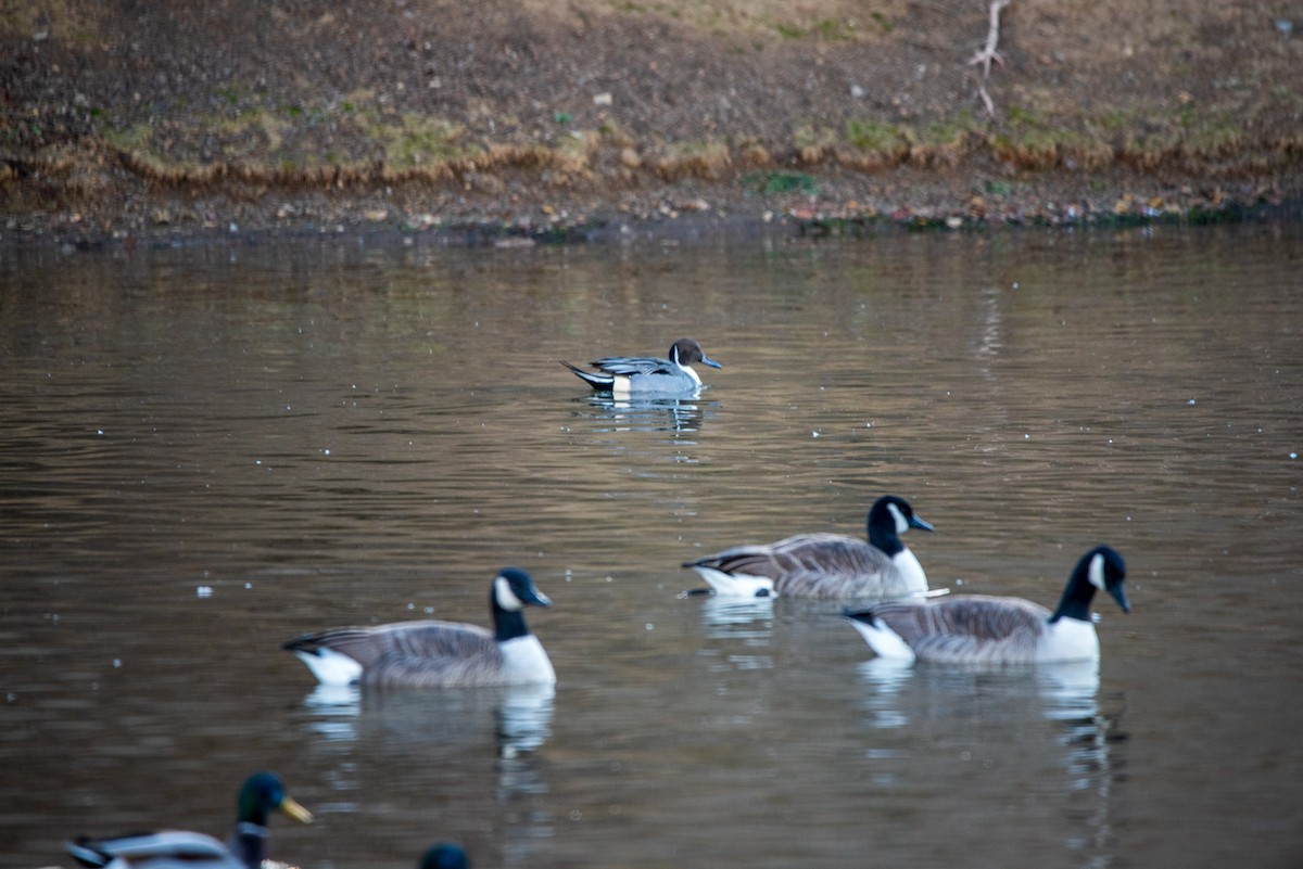 Northern Pintail - ML646422341