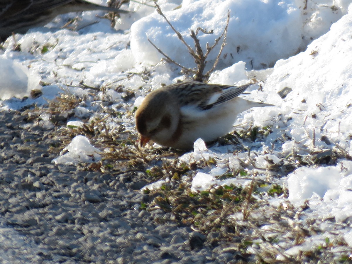 Snow Bunting - ML646422342