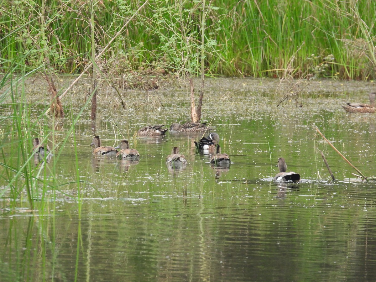 Black-bellied Whistling-Duck - ML646422343