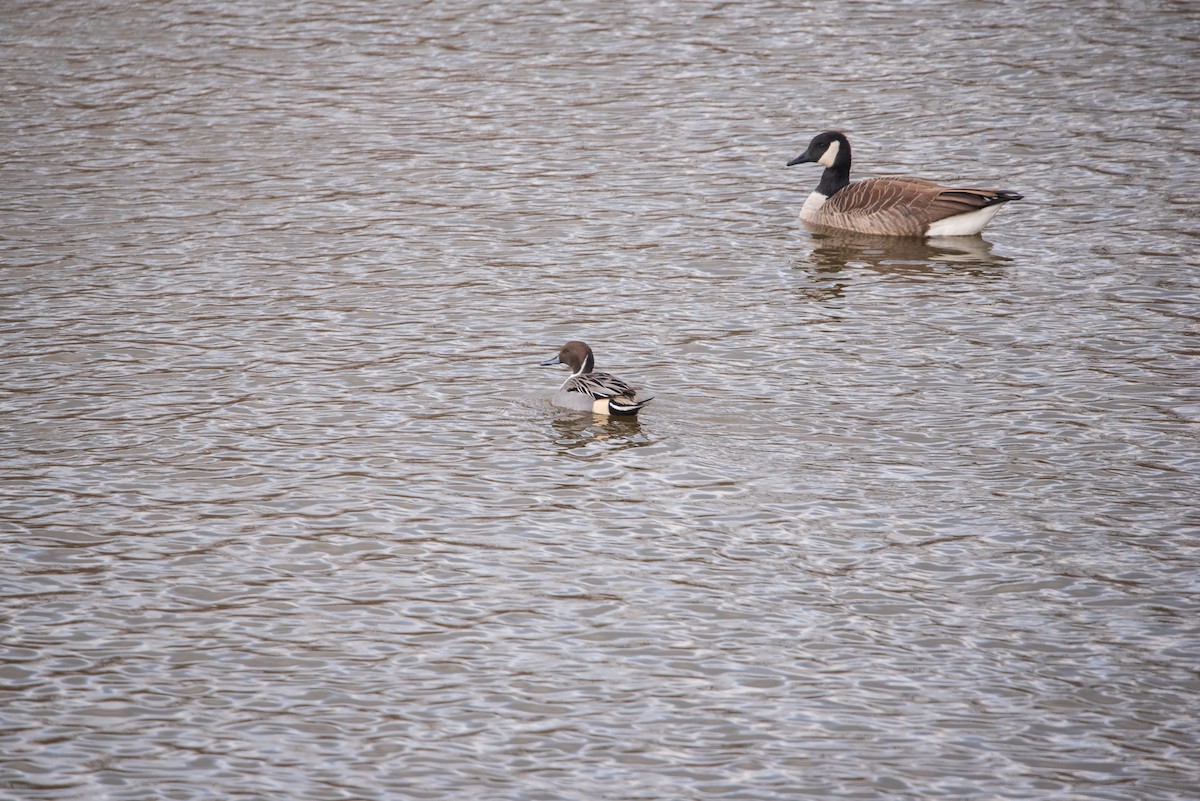 Northern Pintail - ML646422344