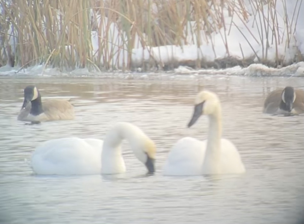 Trumpeter Swan - ML646422346