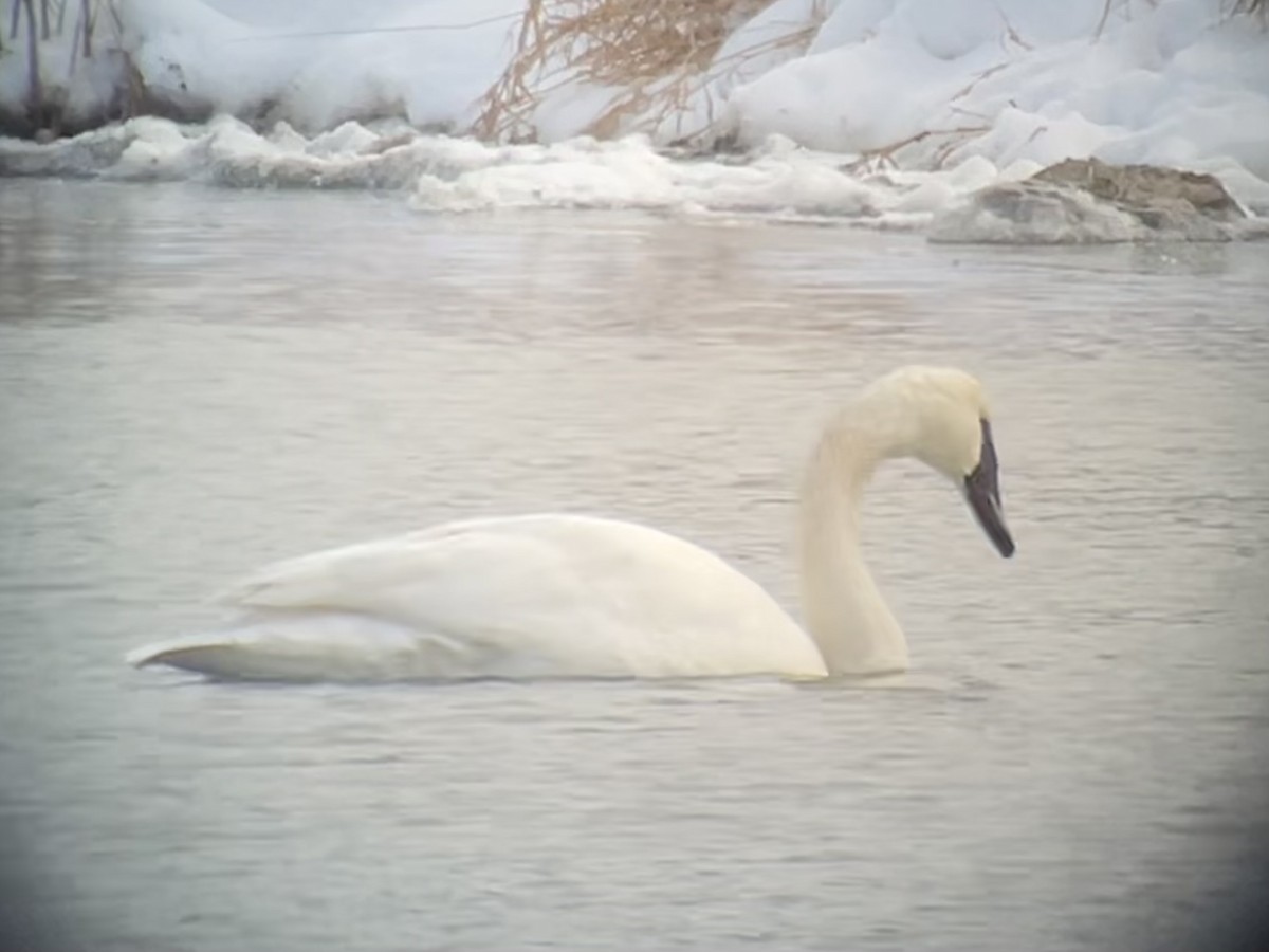 Trumpeter Swan - ML646422347