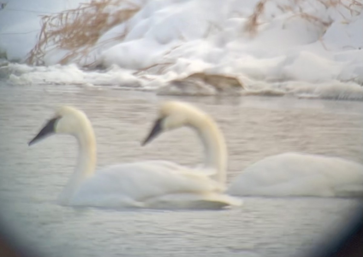 Trumpeter Swan - ML646422348