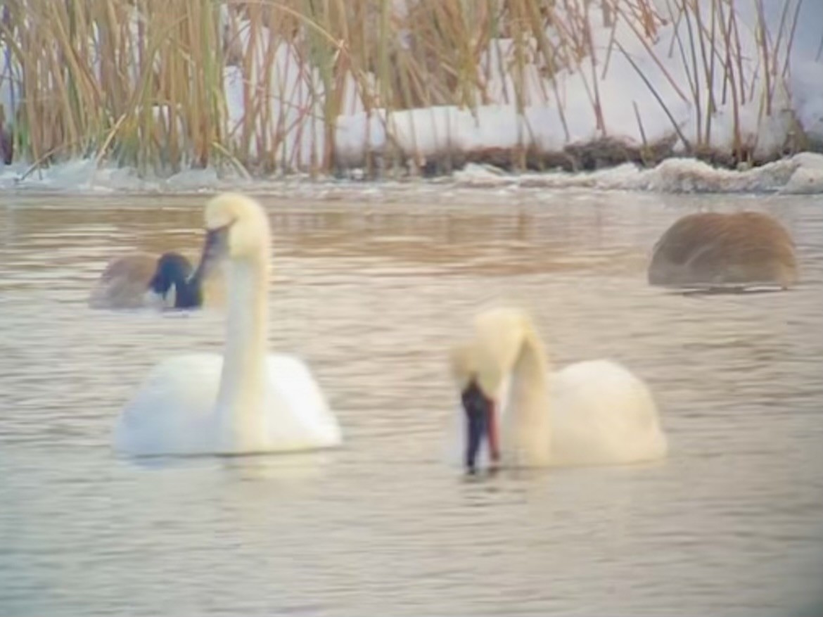 Trumpeter Swan - ML646422349