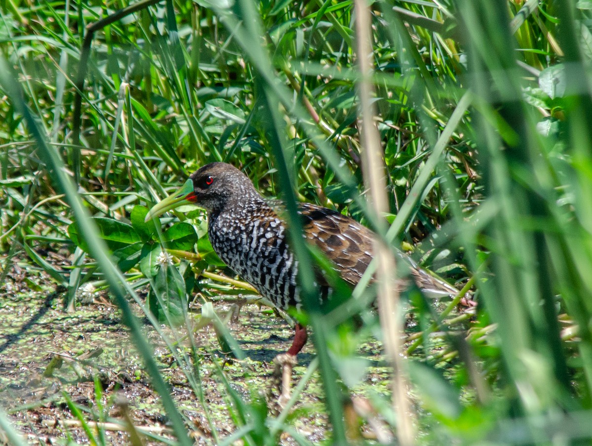 Spotted Rail - ML646422351