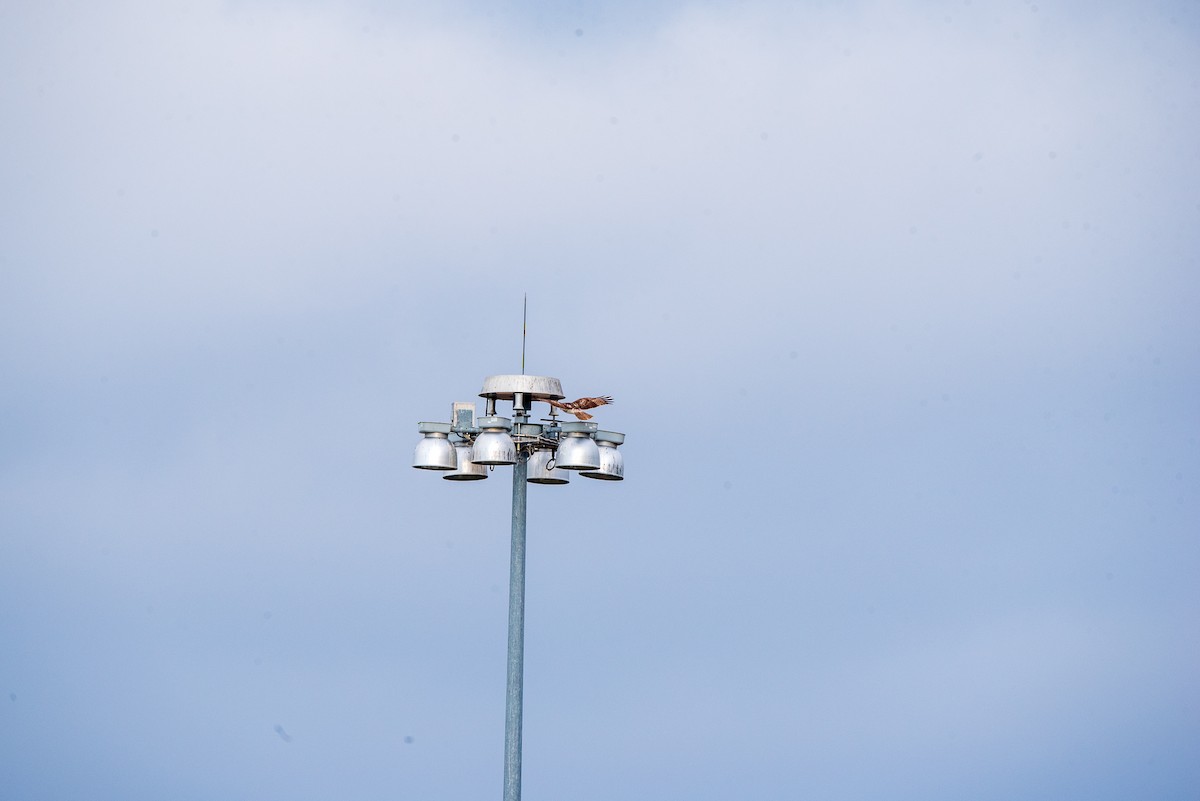 Red-tailed Hawk - ML646422353