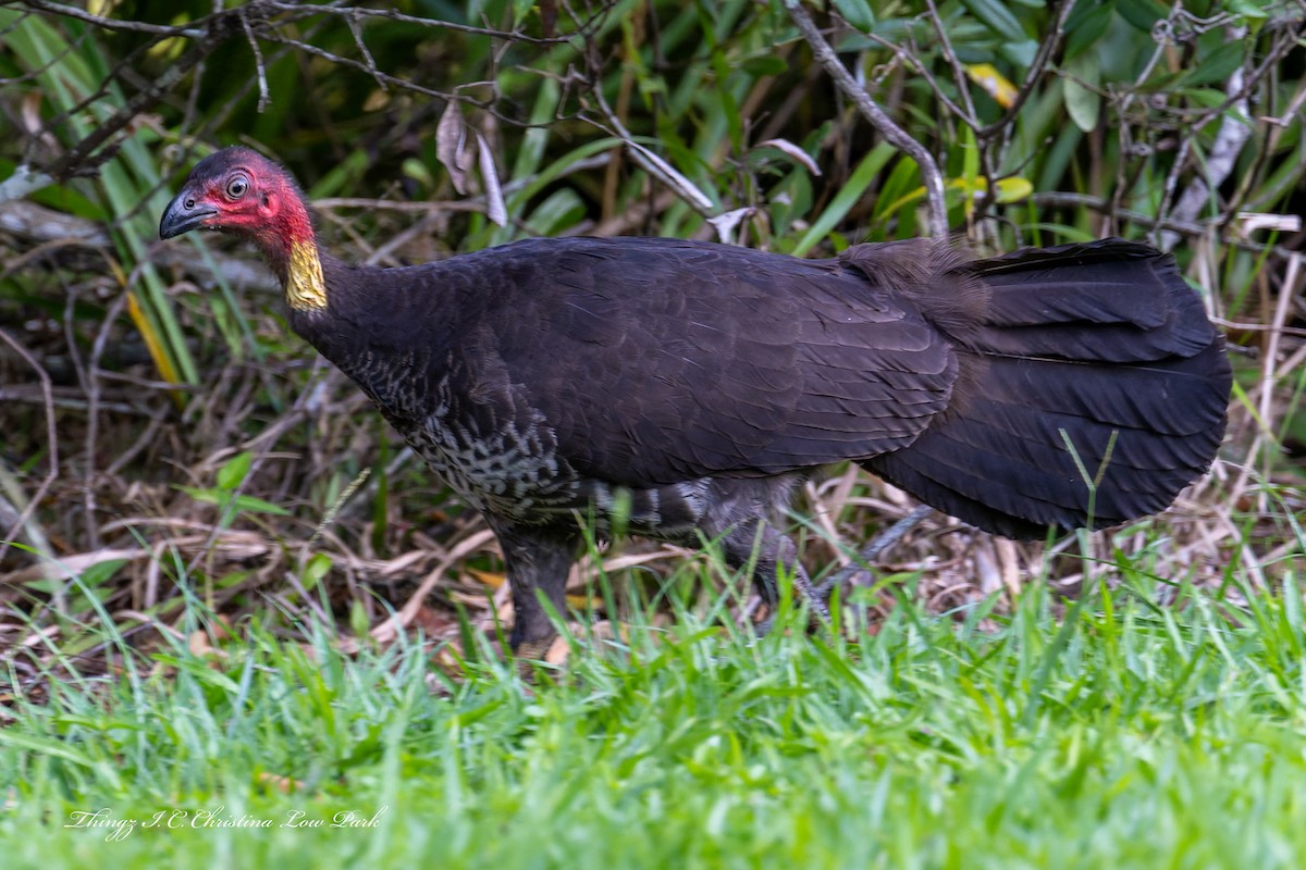 Australian Brushturkey - ML646422354