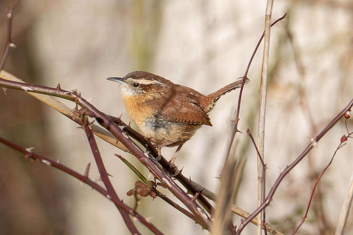 Carolinazaunkönig - ML646422355