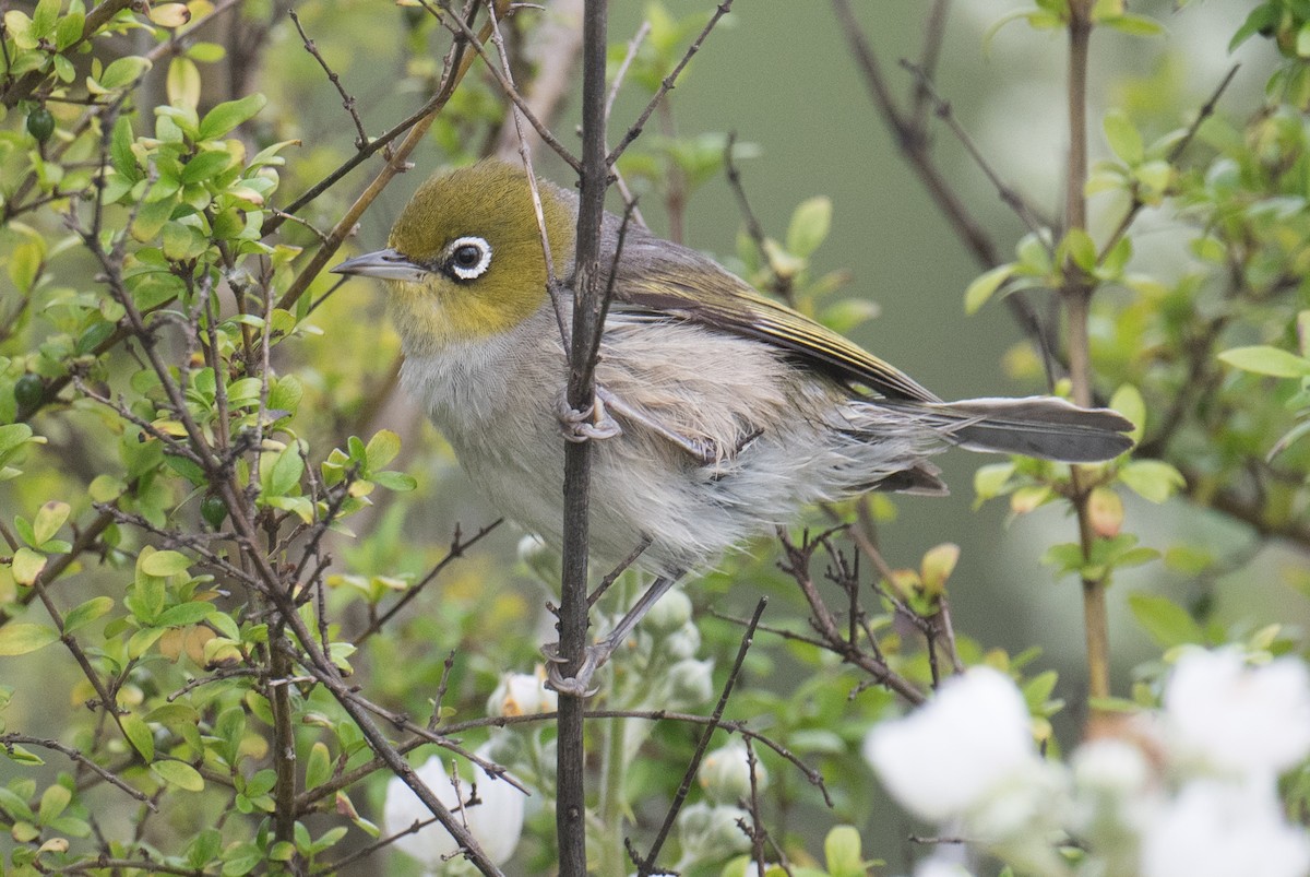 Silvereye - ML646422357