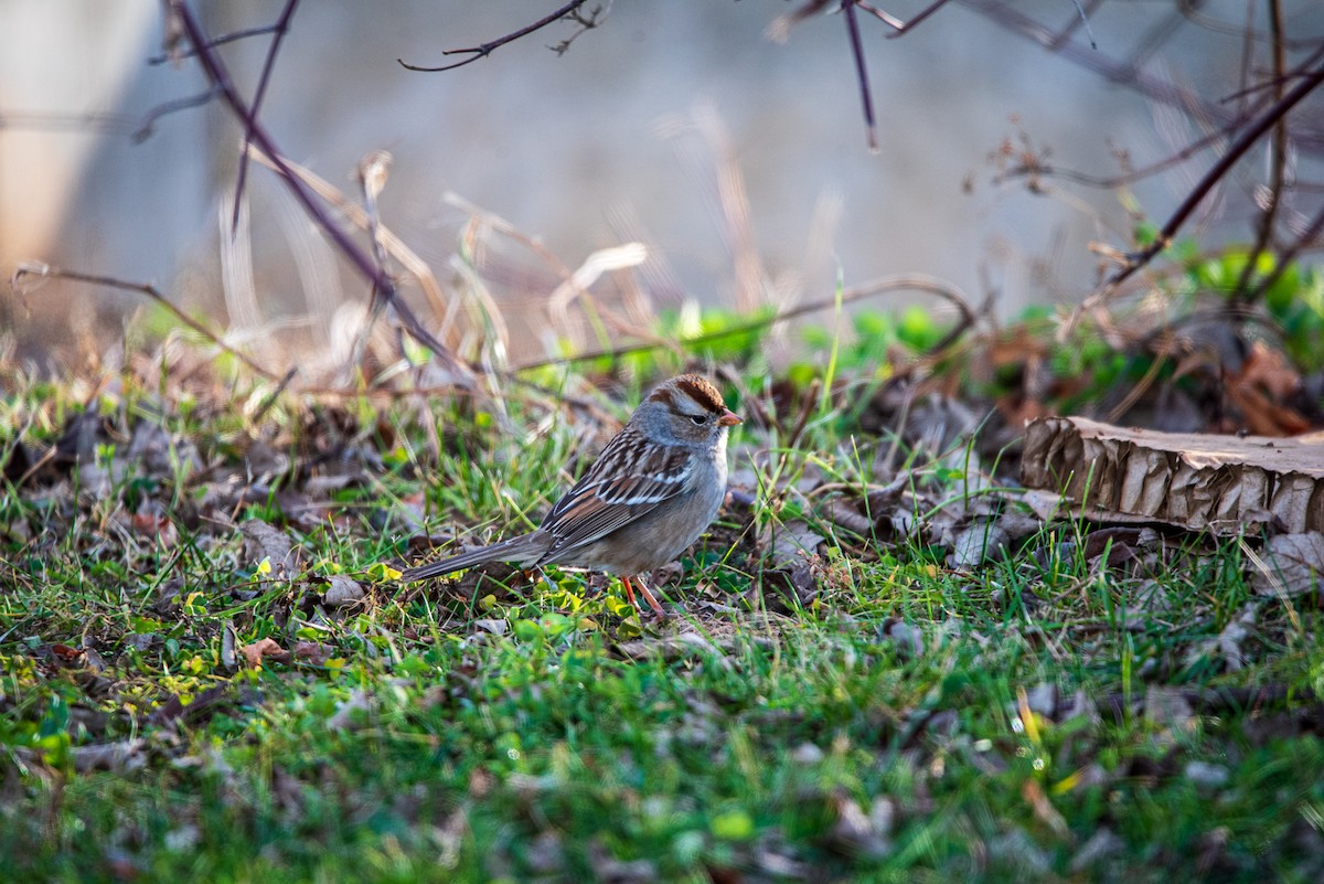 White-crowned Sparrow - ML646422358