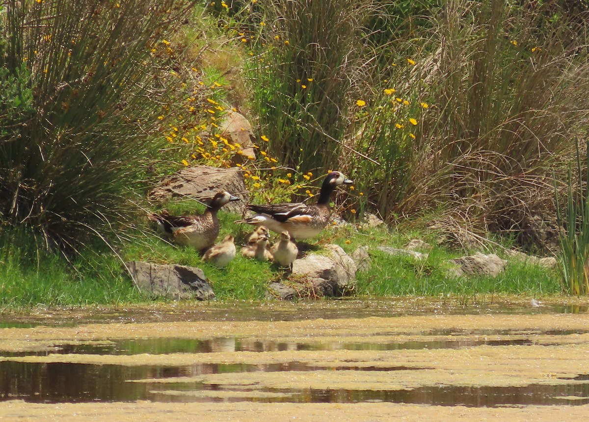 Fischione del Cile - ML646422360