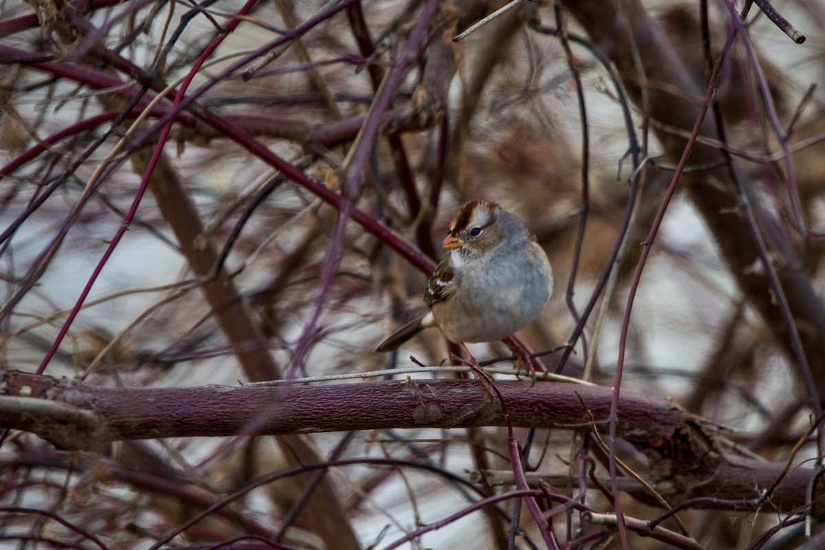 White-crowned Sparrow - ML646422361