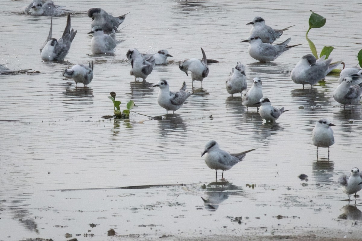 White-winged Tern - ML646422362