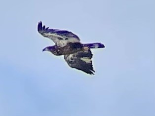 Bald Eagle - ML646422363