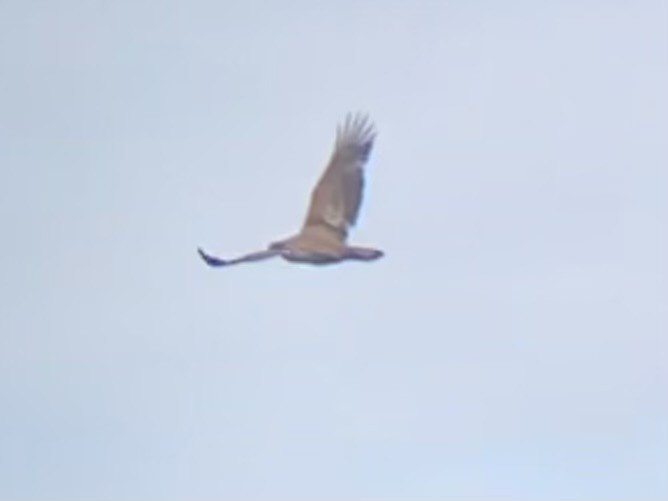 Bald Eagle - ML646422365