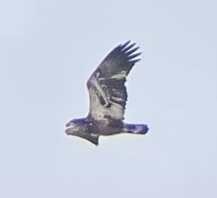 Bald Eagle - ML646422366