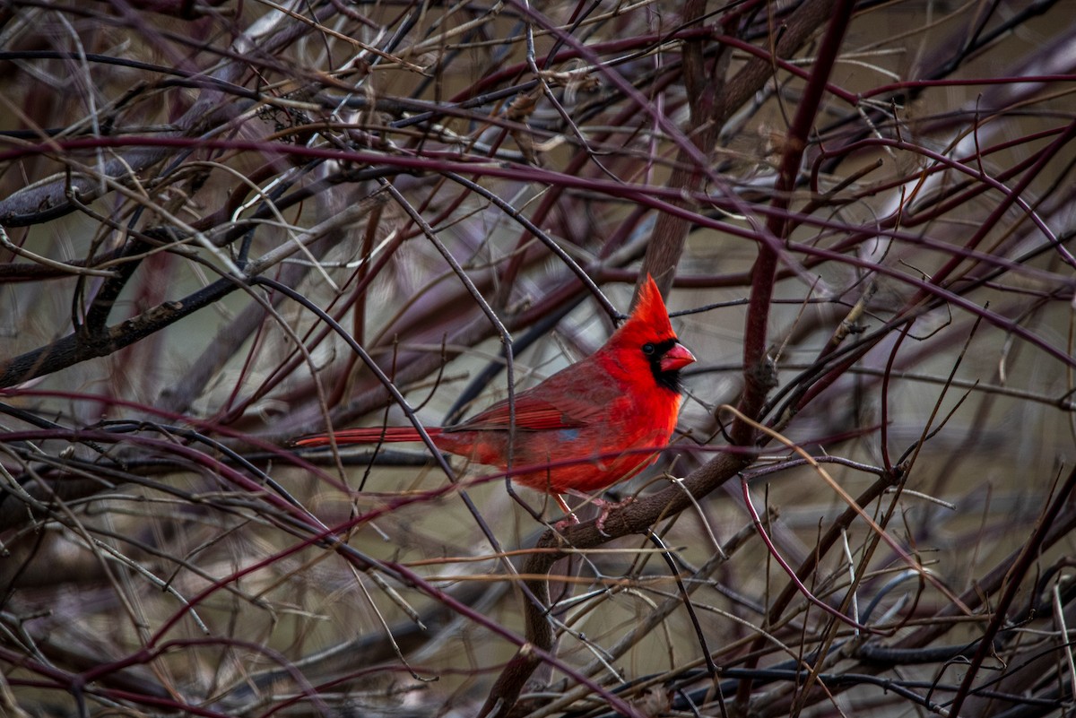 Northern Cardinal - ML646422368