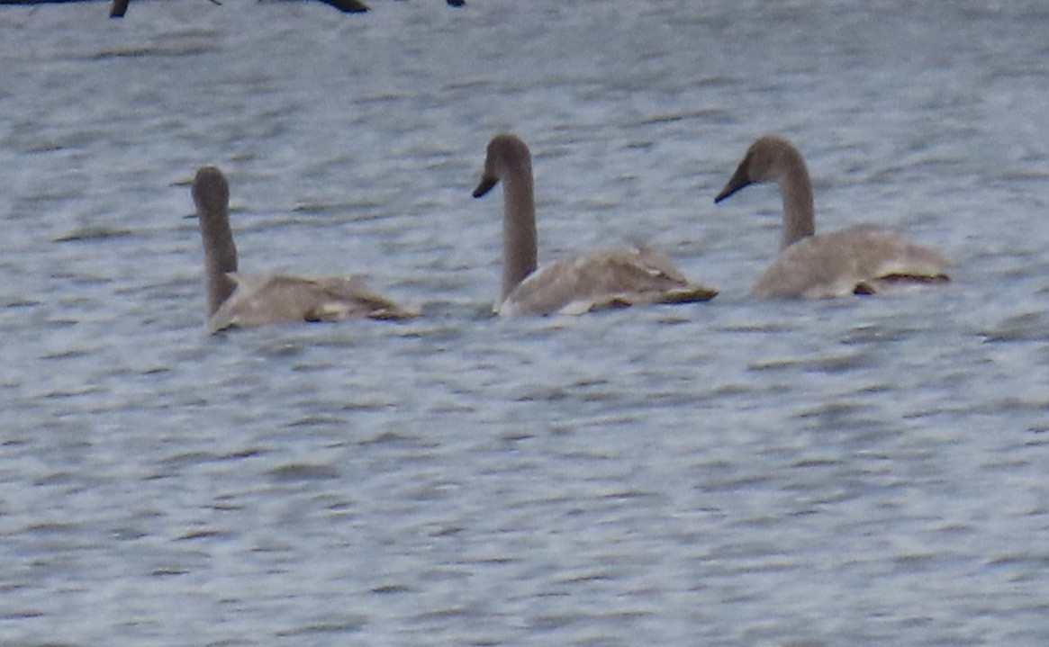 Trumpeter Swan - ML646422370