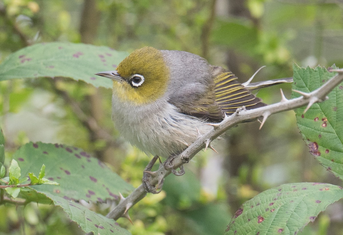 Silvereye - ML646422372