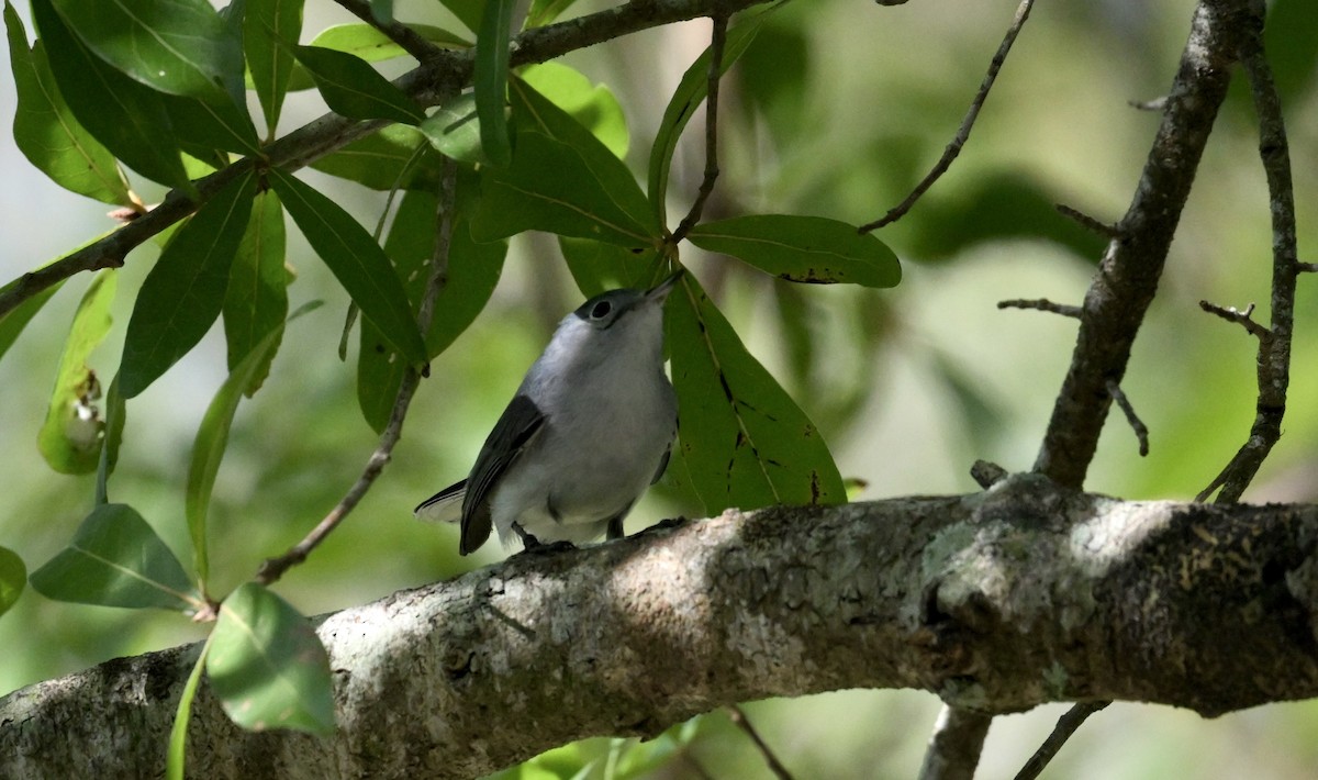 ブユムシクイ - ML646422373