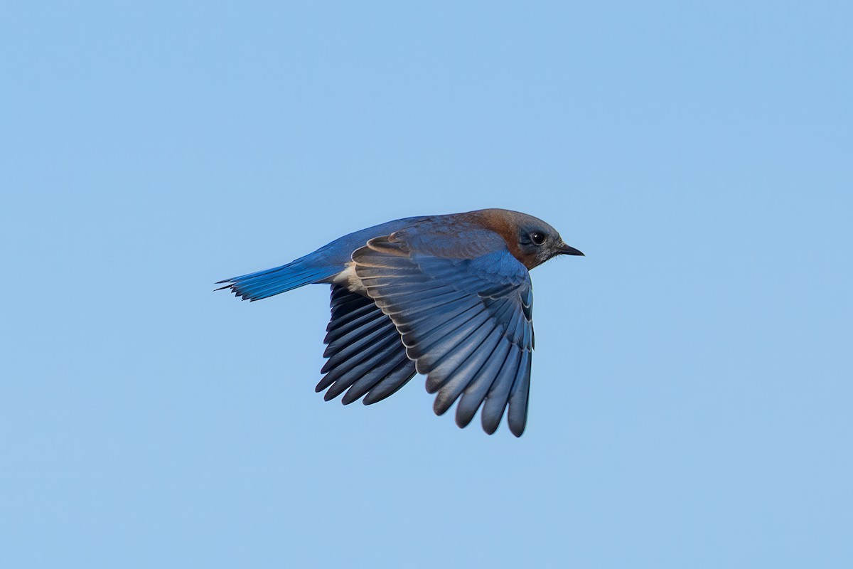 Rotkehl-Hüttensänger - ML646422374